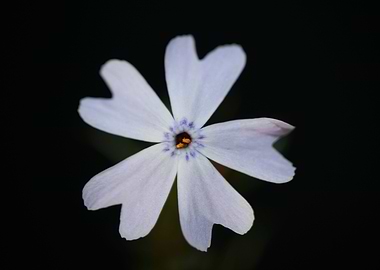 Phlox flower Polemoniaceae