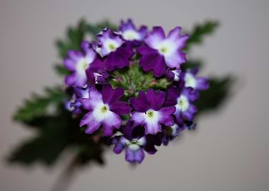 Verbena hybrid flowering