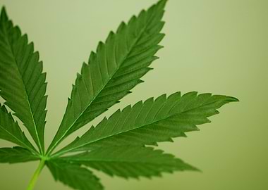 Lemon haze marihuana leaf