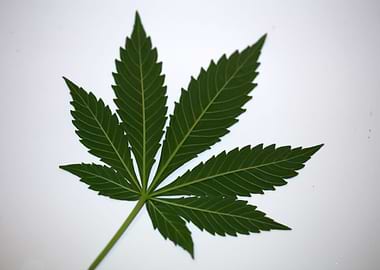 Cannabis leaf close up