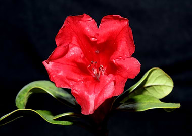 Red rhododendron ericaceae