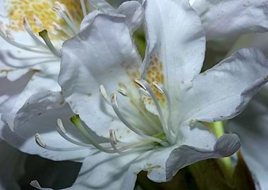 Rhododendron flowering