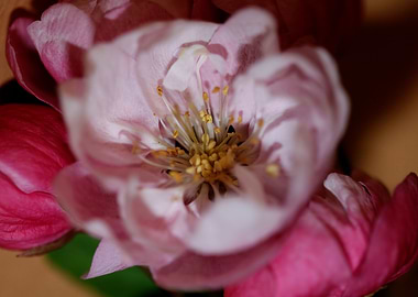 Prunus serrulata close up