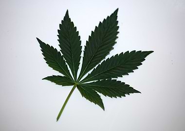 Cannabis plant leaf macro