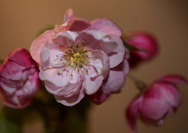 Pink cherry flower macro