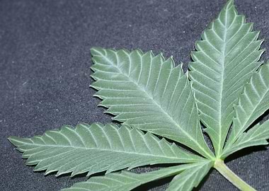 Lemon haze marihuana leaf