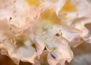 Rhododendron flowering