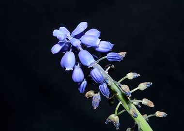 Flower Muscari neglectum