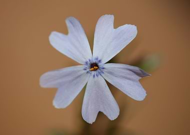 Flower blossoming close up