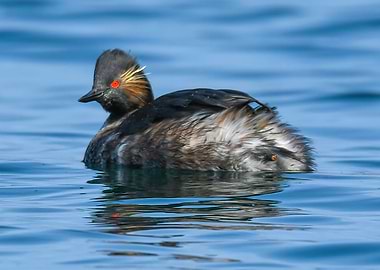 crested grebe swimming