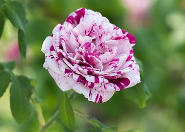 rose in bloom in the garde