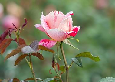 rose in bloom in the garde