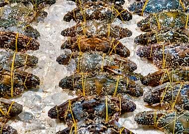 Crabs on ice