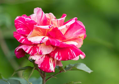 rose in bloom in the garde