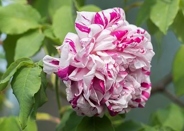 rose in bloom in the garde