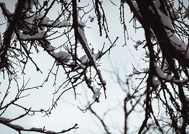 Branches tree in the snow