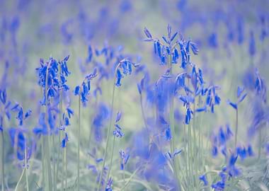 Bluebells