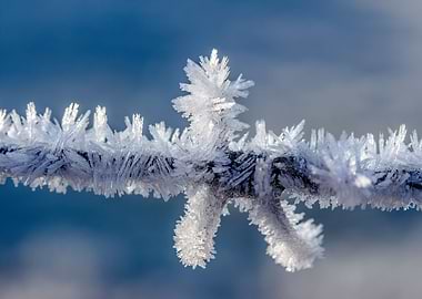 Ice crystals on a branch
