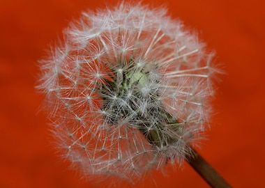 Taraxacum flower close up