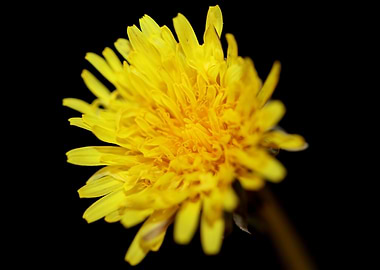 Taraxacum officinale macro