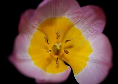 Crocus vernus flower macro
