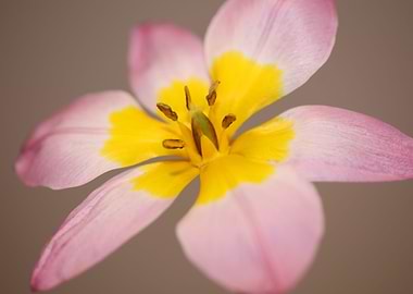 Crocus vernus flower macro