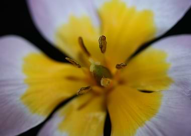 Crocus vernus Iridaceae