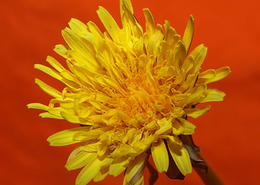 Taraxacum flower blossom