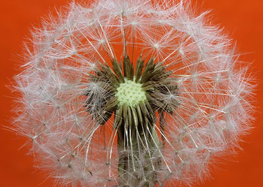 Dandelion blow ball macro