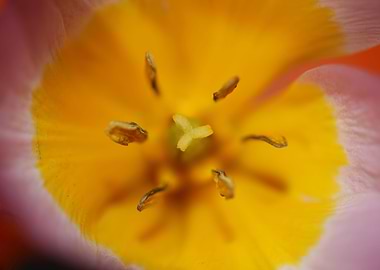 Crocus vernus blossoming
