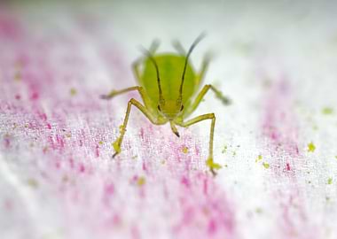 The green little alien