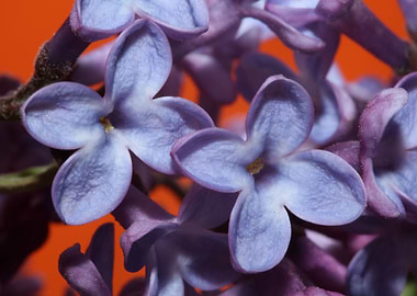 Syringa vulgaris oleaceae