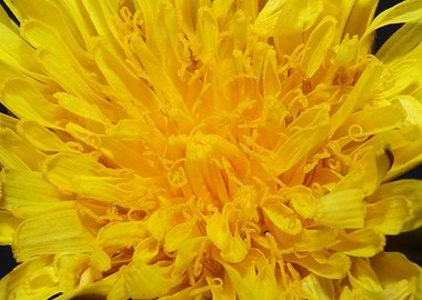 Taraxacum officinale macro
