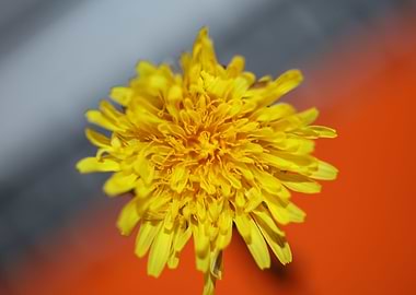 Taraxacum officinale macro