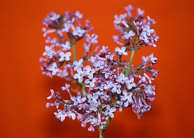 Purple syringa blossoming