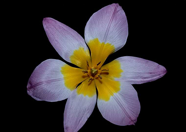 Crocus vernus flower macro