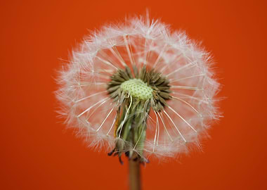 Dandelion blow ball macro