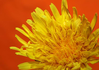 Taraxacum yellow flower