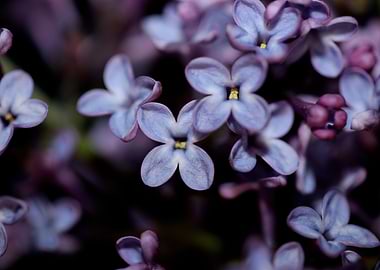 Syringa vulgaris oleaceae