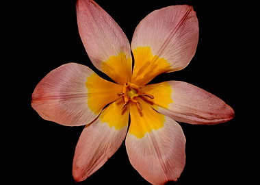 Crocus vernus flower macro