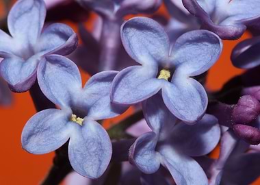 Syringa vulgaris close up