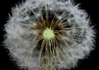 Blow ball dandelion macro