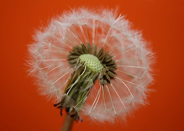 Dandelion blow ball macro