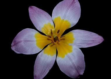 Crocus vernus flower macro