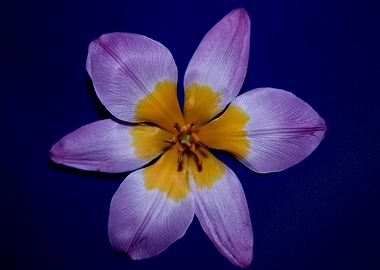 Crocus vernus blossoming