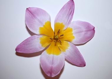 Flower Crocus blossoming