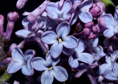 Purple syringa flowering
