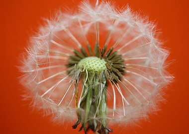 Taraxacum blow ball macro