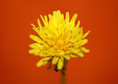 Taraxacum officinale macro