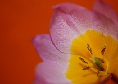 Crocus flower close up